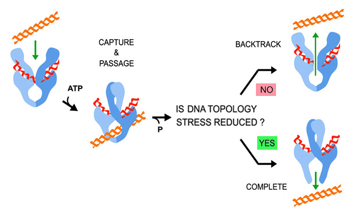 Proofreading DNA topology
